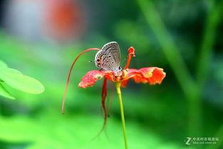 国产采精小蝴蝶,探寻自然之美与科技创新的完美融合